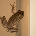 Froggy on My Wall! by rickster549