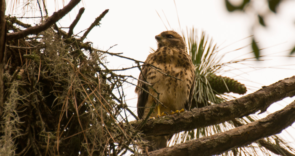 Young Hawk at the Nest! by rickster549
