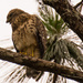 Young Red Shouldered Hawk! by rickster549