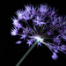 Allium Fireworks by pdulis