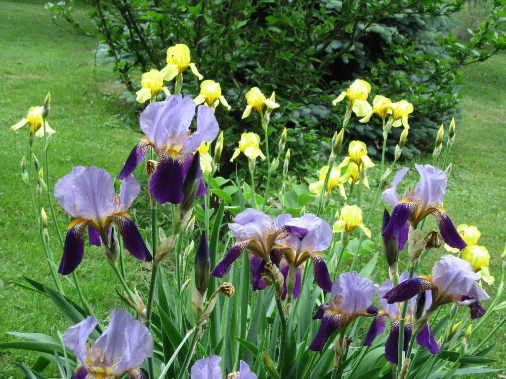 My Irises by julie