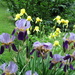 My Irises by julie