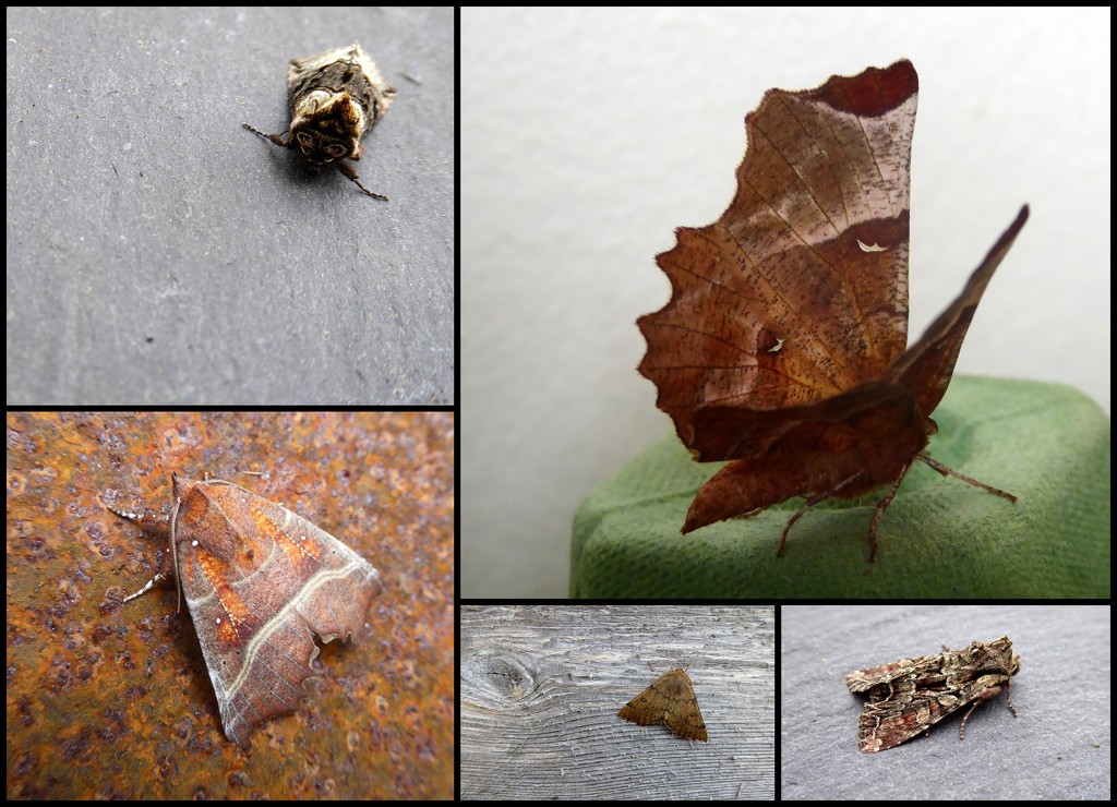 Garden moths 10 by steveandkerry