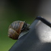 144. Wakey wakey snail  by dragey74