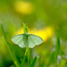 Green butterfly/moth! by fayefaye