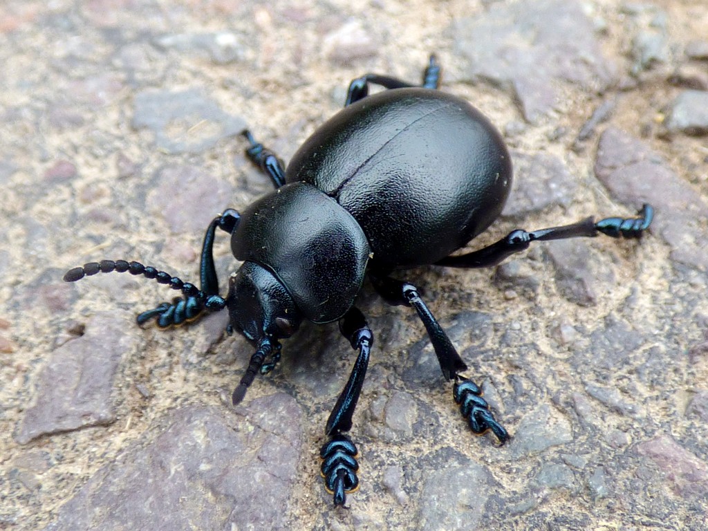 Bloody-nosed beetle by julienne1