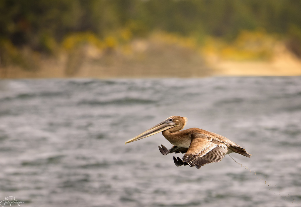 Pelican Pooping in Flight by jgpittenger