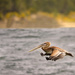 Pelican Pooping in Flight by jgpittenger