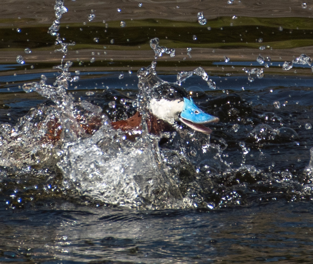 Rudy Duck  Chasing Female by dridsdale