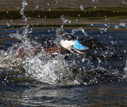 23rd May 2018 - Rudy Duck  Chasing Female