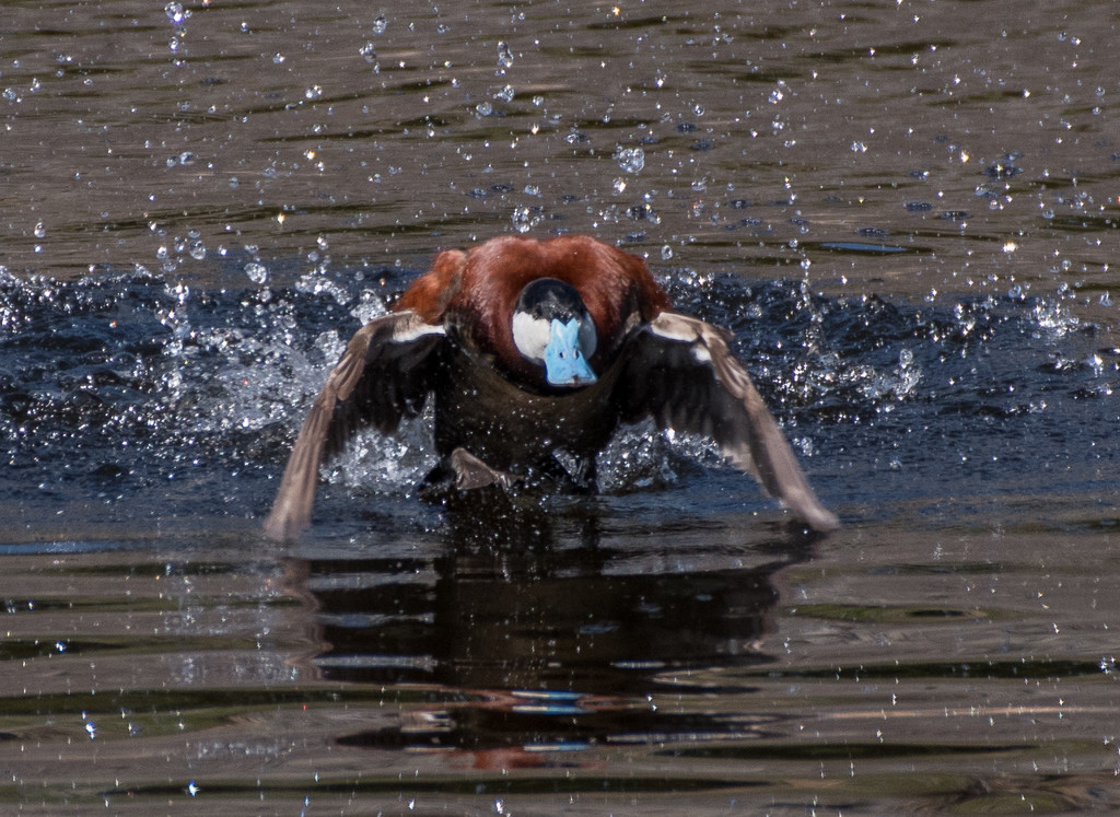 Ruddy duck in hot pursuit of female  by dridsdale
