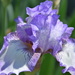 Iris by bruni