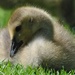 Day 146:  Goslings at the Canal  by jeanniec57