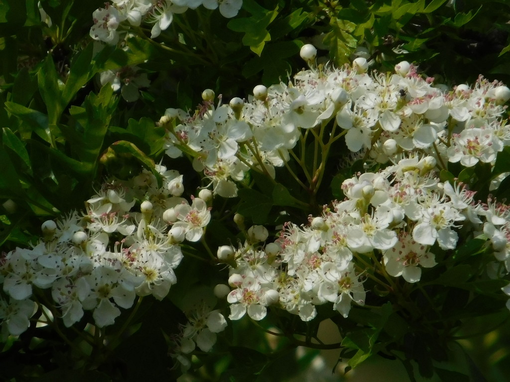 the hawthorn is in blossom by anniesue