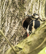 28th May 2018 - Great spotted woodpecker