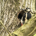 Great spotted woodpecker by shepherdman