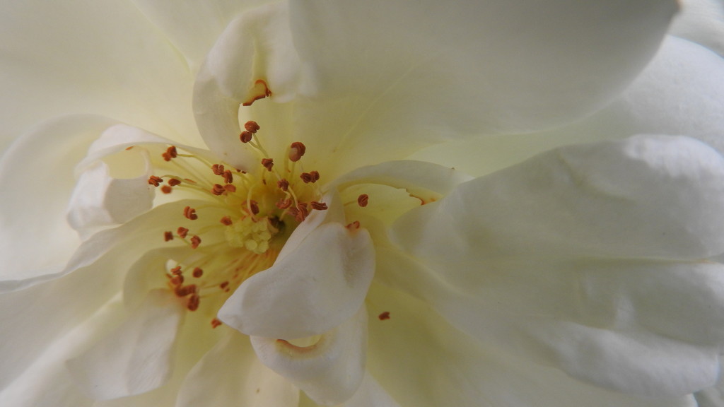 DSCN9943 yellow heart of white rose by marijbar