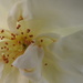 DSCN9943 yellow heart of white rose by marijbar