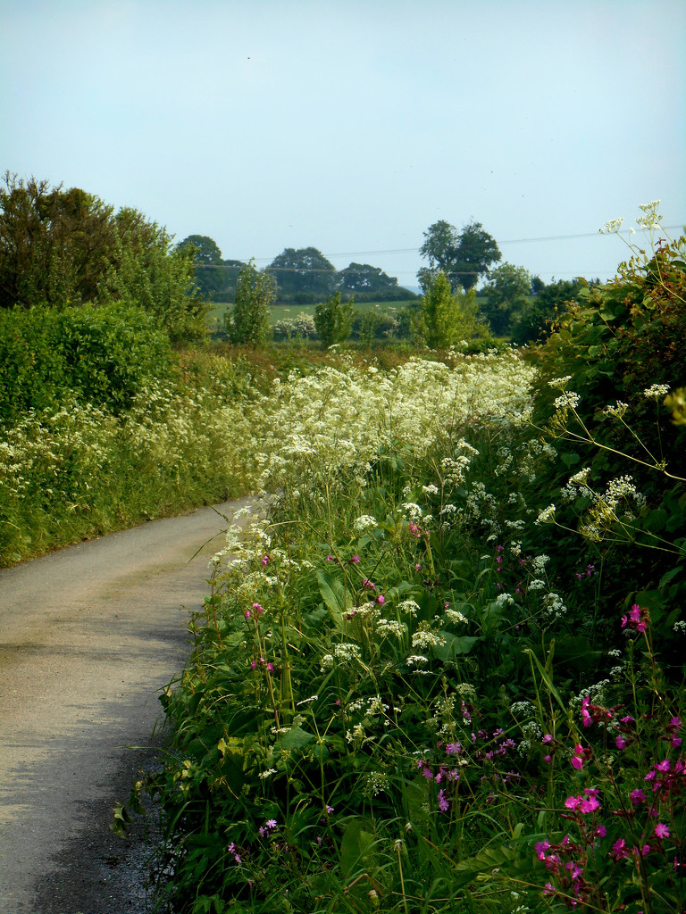 The country hedgerows look lovely with all the wild flowers. by snowy