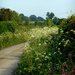 The country hedgerows look lovely with all the wild flowers. by snowy