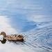Duck on the pond.. by ulla