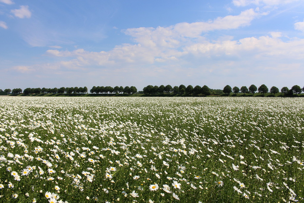Daisy fields by pyrrhula