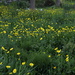 Field of yellow by jdraper
