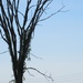 Tall tree by bruni