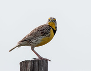 27th May 2018 - meadowlark stare down