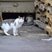 Workin' Kitties by stephomy