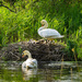 Swan by haskar