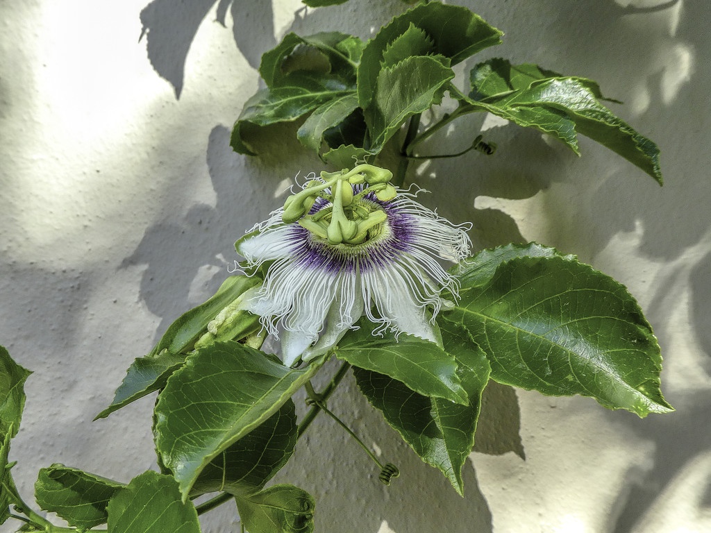 Passion fruit still flowering by ludwigsdiana