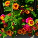 The brilliant colors of Lantana by congaree