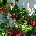 Garden in late morning sunlight, Charleston, SC by congaree