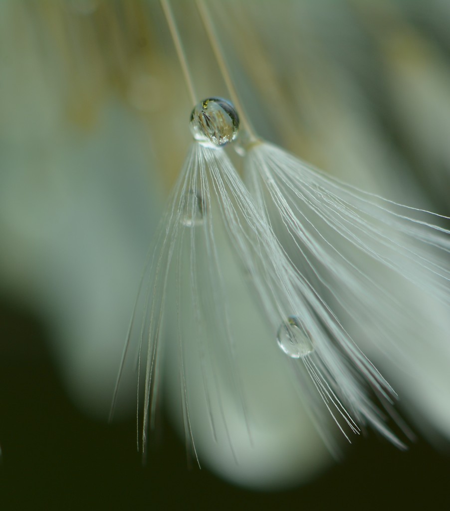 Dandy droplets........ by ziggy77