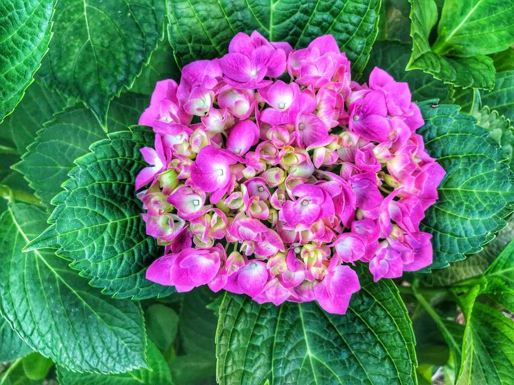 The Hydrangea bud is now a flower by louannwarren