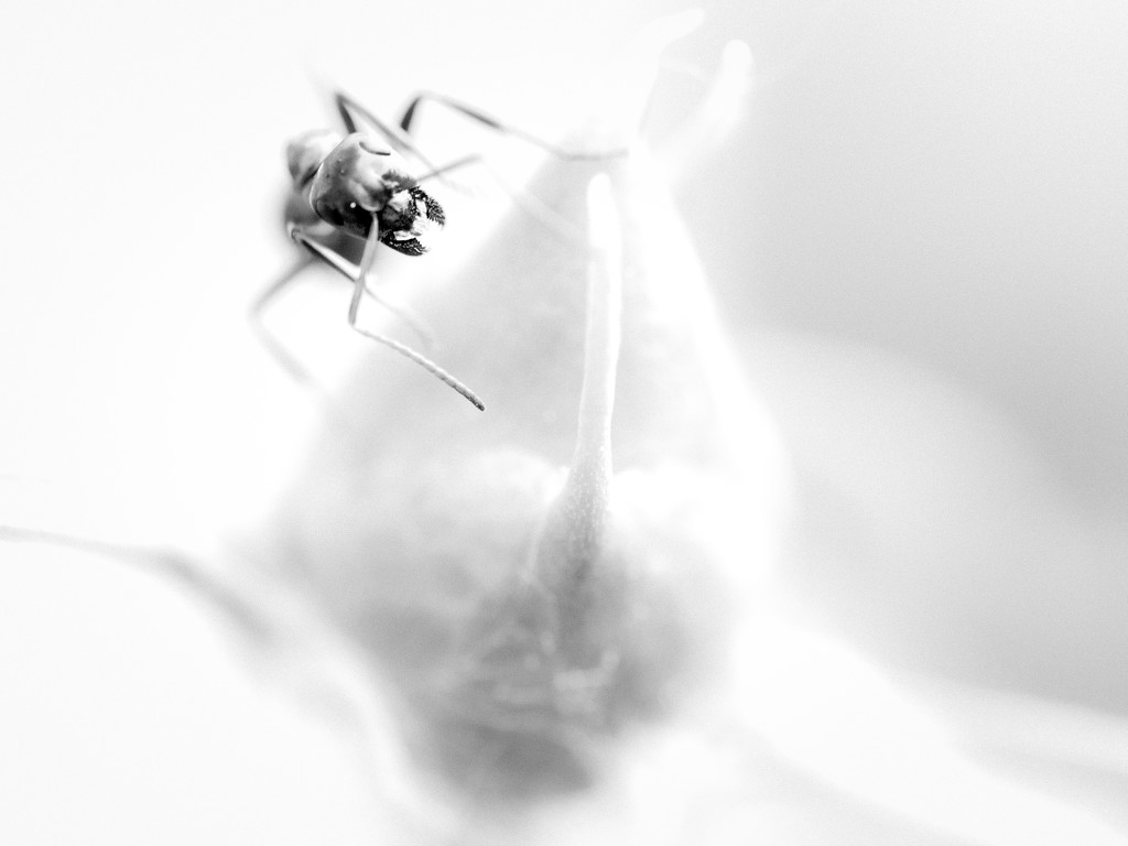 Ant by tosee