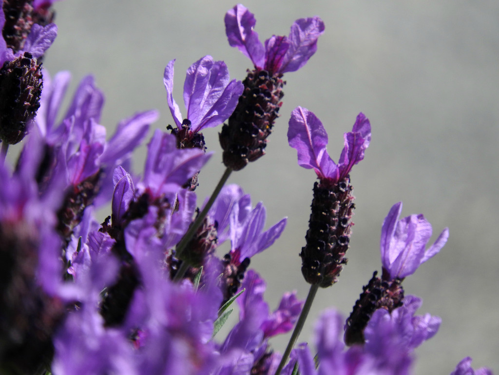 Lavender by seattlite