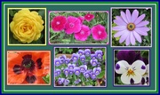 29th May 2018 - Colourful garden plants.Rishton.