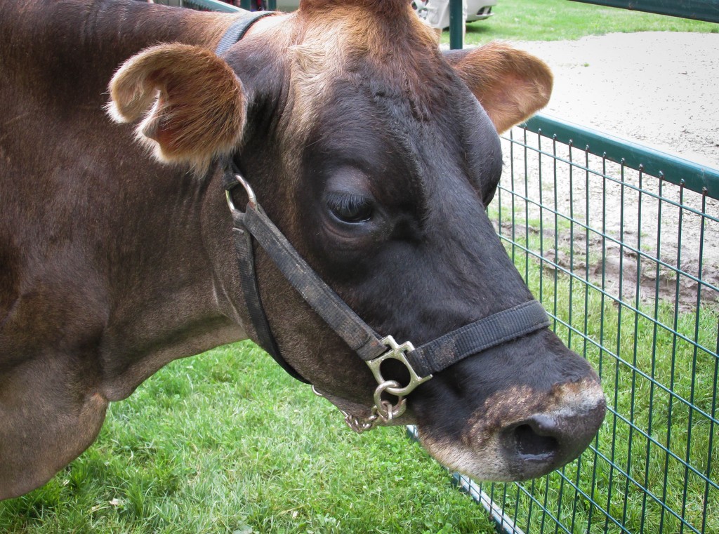 Sweet older cow by mittens