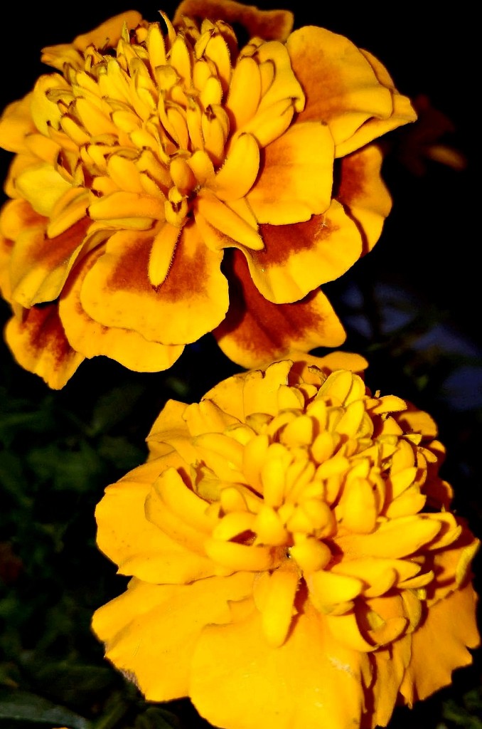 Golden Marigolds by jo38