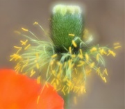 29th May 2018 - Poppy ..... (For Me)