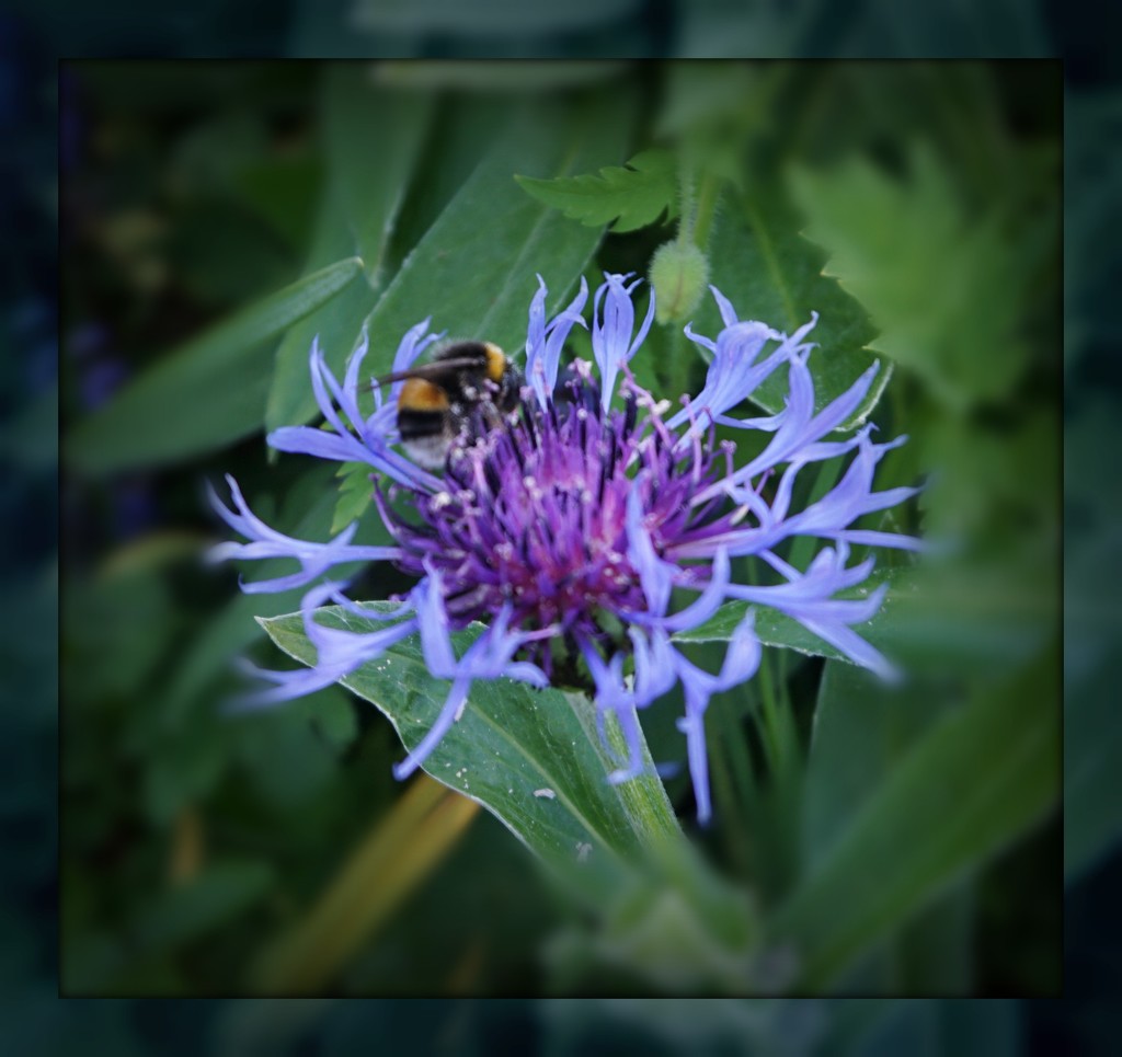 bee on blue  by sarah19