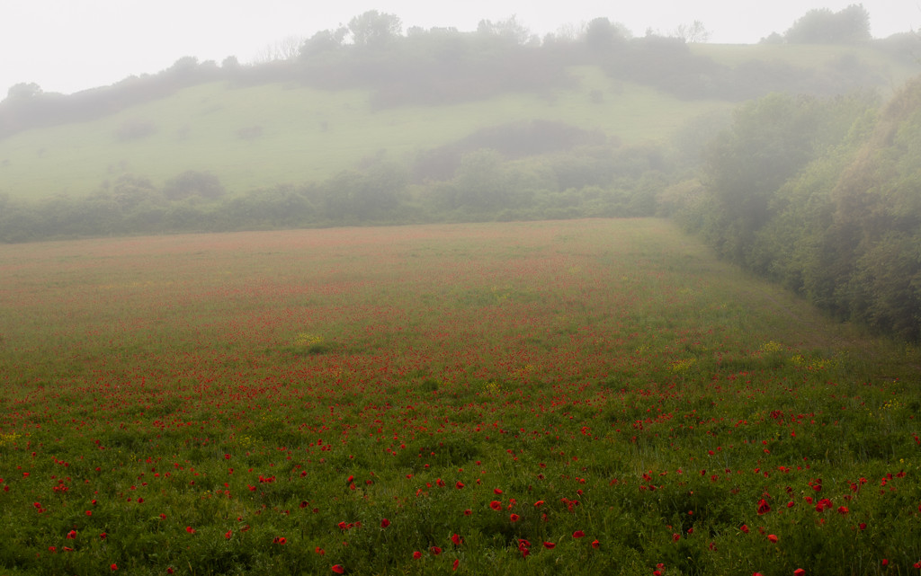 Poppies in the Mist by fbailey