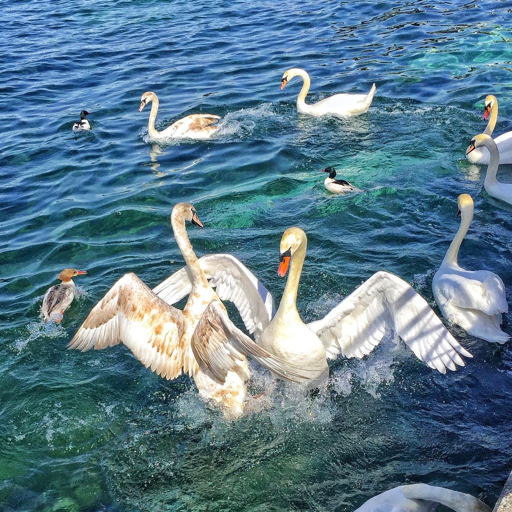 Swans dance.  by cocobella