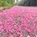 Pink petals.  by cocobella