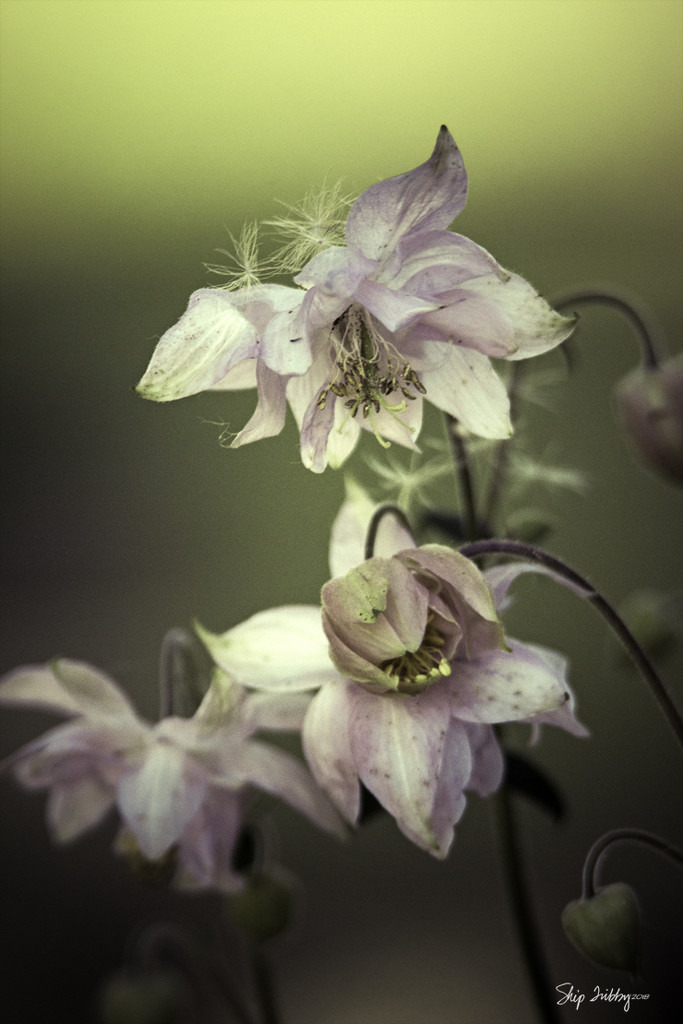 Columbines by skipt07