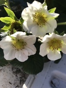 29th May 2018 - Strawberry blossoms 