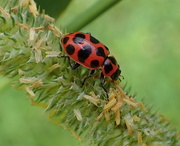 29th May 2018 - Spotted Lady Beetle