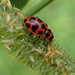 Spotted Lady Beetle by cjwhite